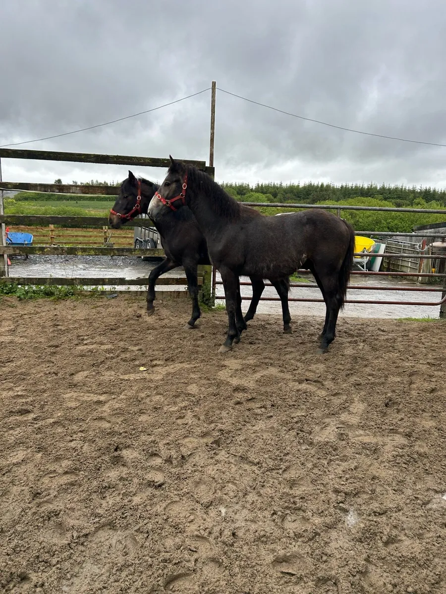 Connemara Yearling Colts - Image 3
