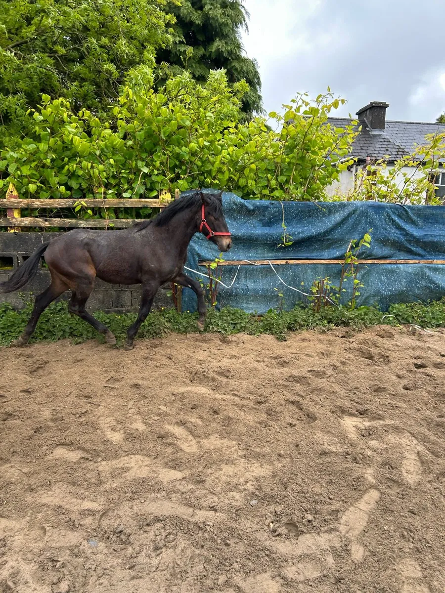 Connemara Yearling Colts - Image 4