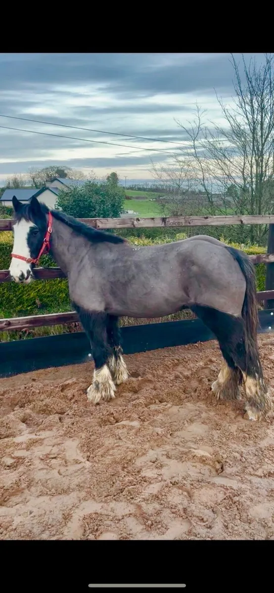 13.2 4 Year Old Mare - Image 1