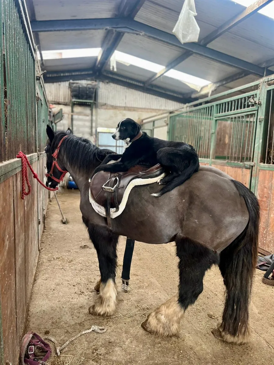 13.2 4 Year Old Mare - Image 2