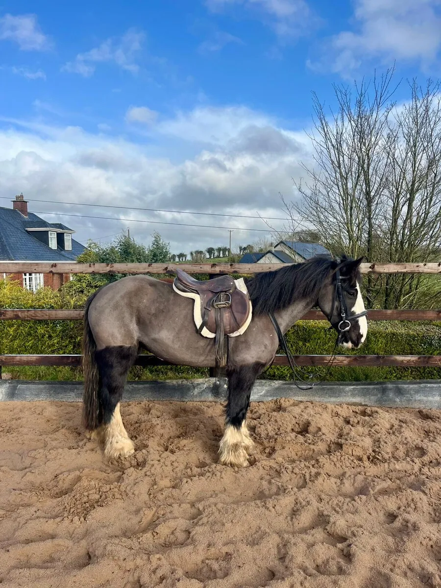13.2 4 Year Old Mare - Image 3