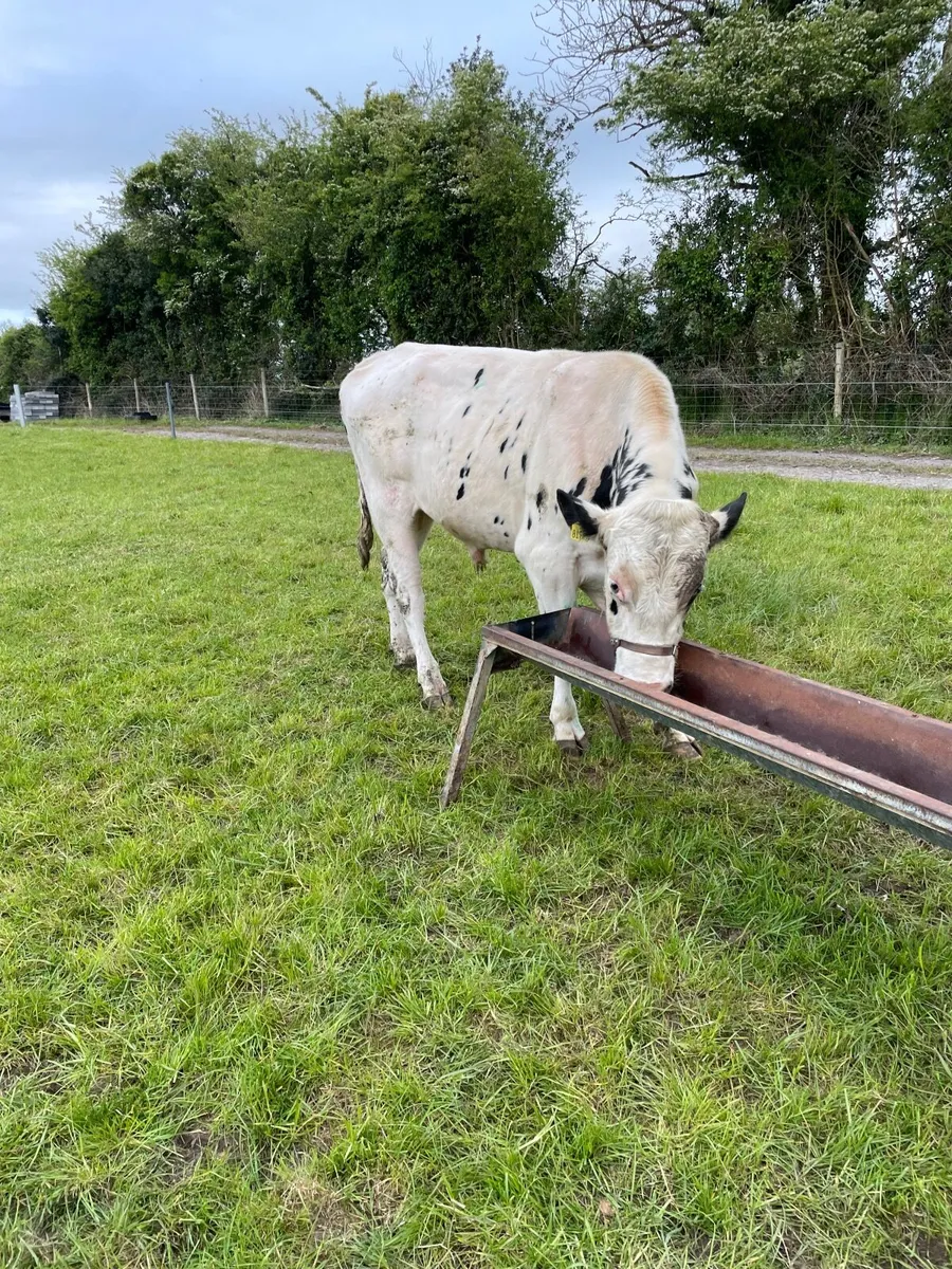 Teaser bull - Image 1