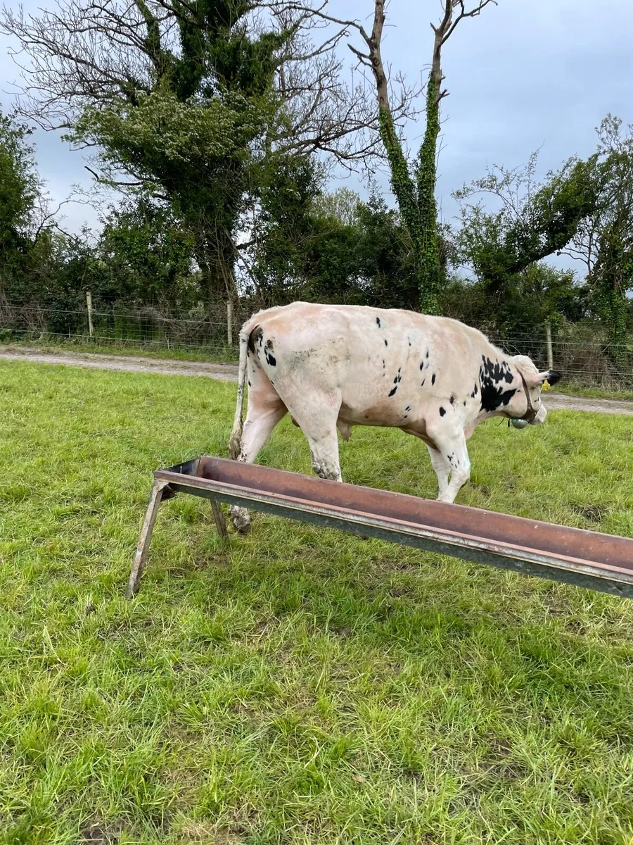 Teaser bull - Image 2