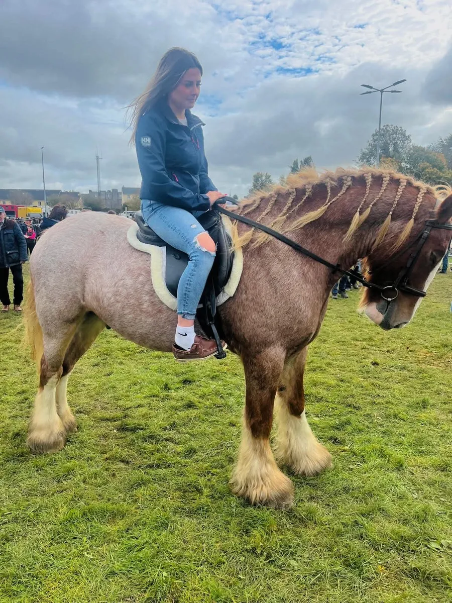 15.2 5 year old Roan Gelding - Image 2