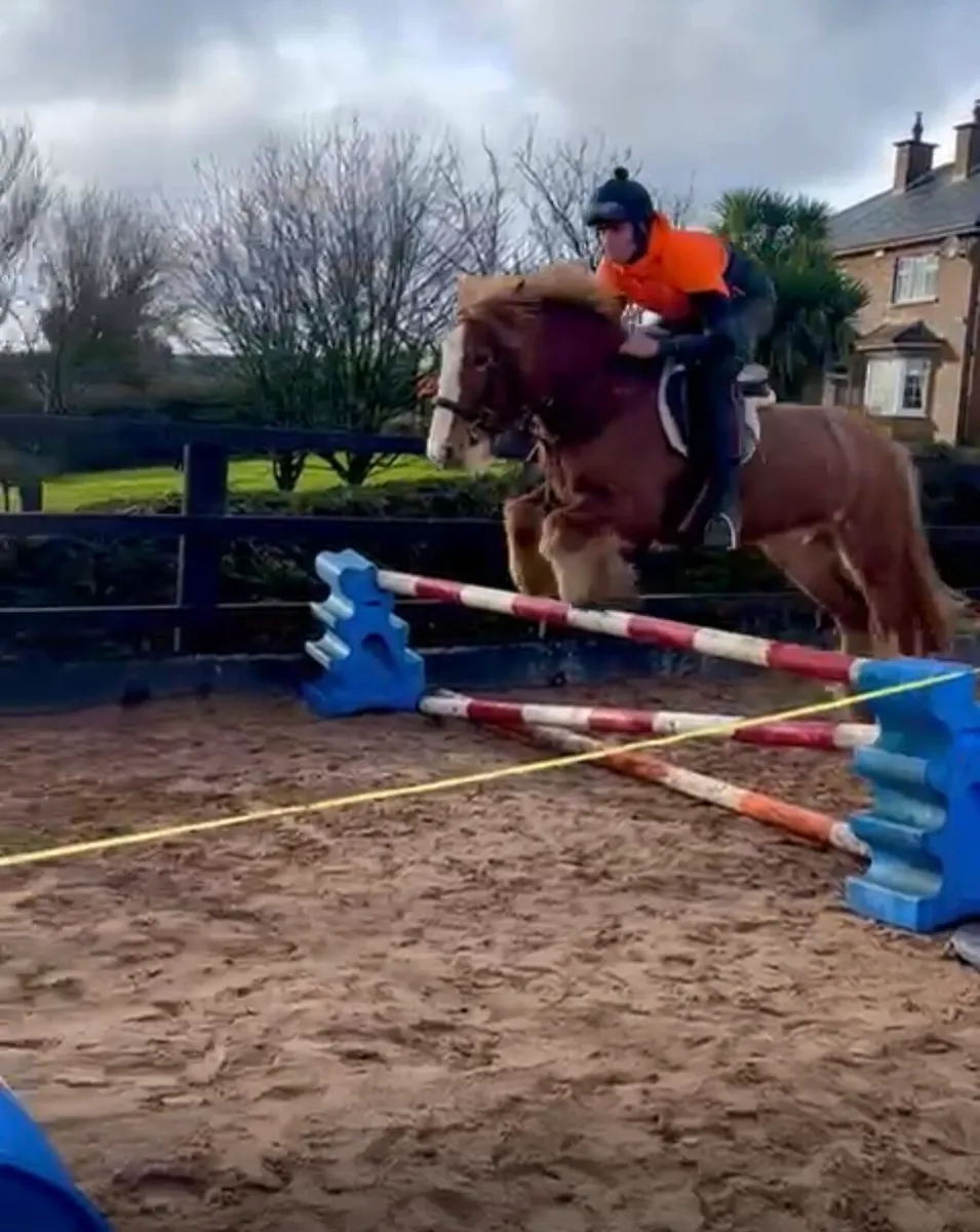 15.2 5 year old Roan Gelding - Image 1