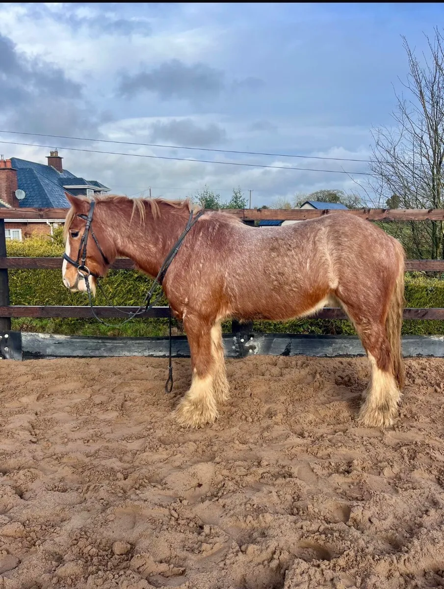 15.2 5 year old Roan Gelding - Image 3