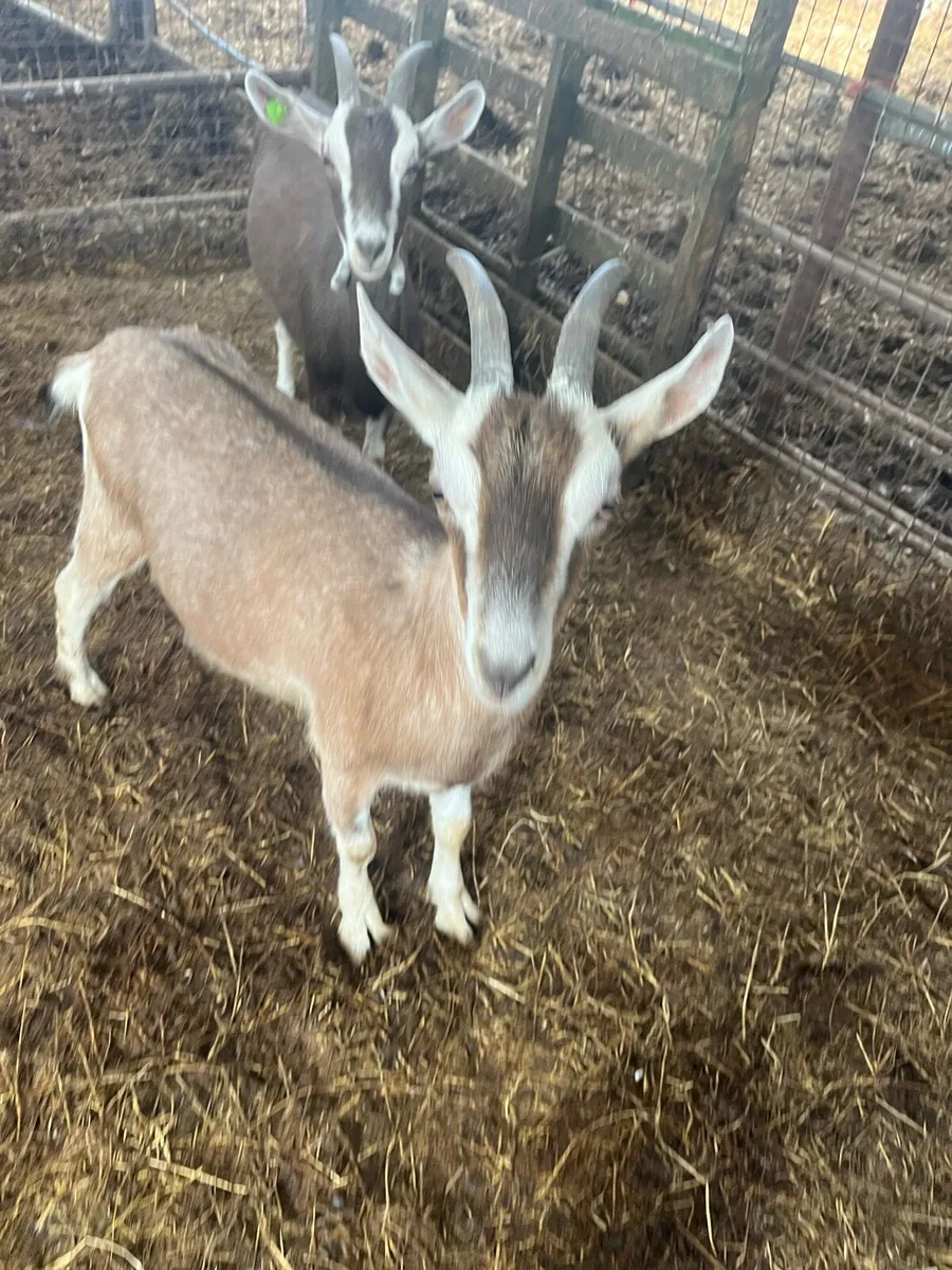 Goats - Image 1