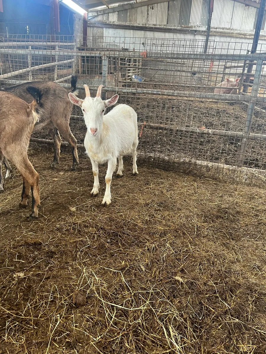 Goats - Image 2