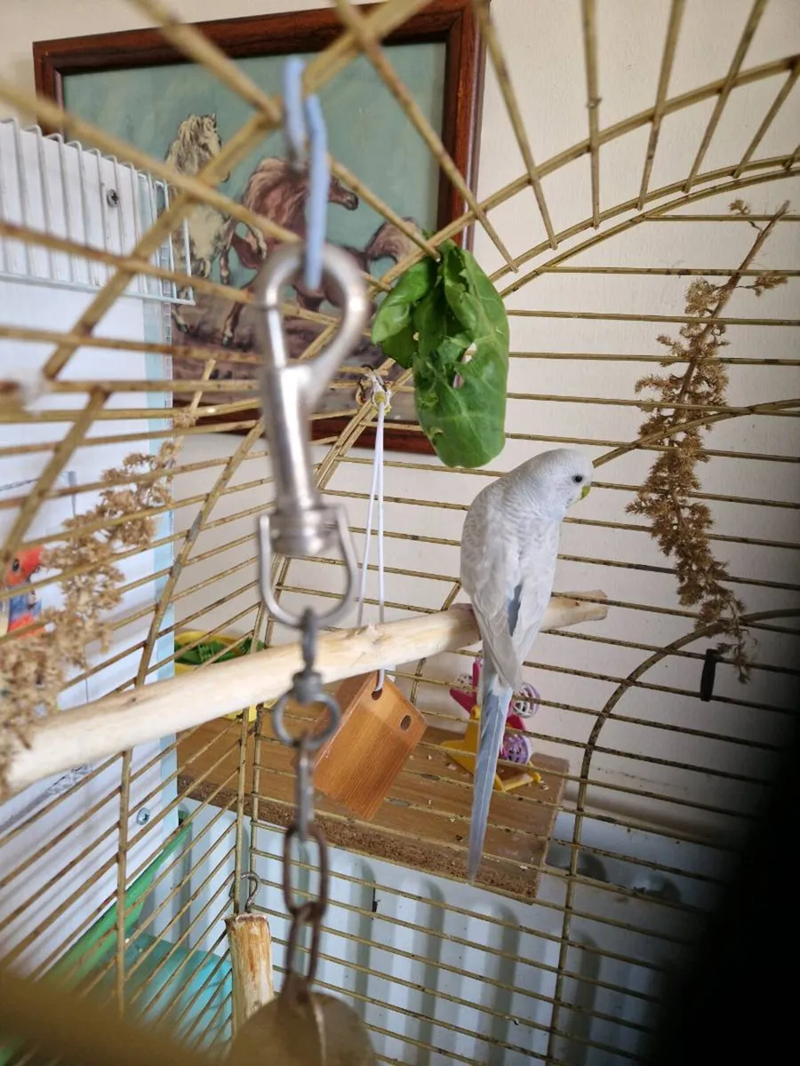 Bird .cage  .food nest box budgie - Image 1