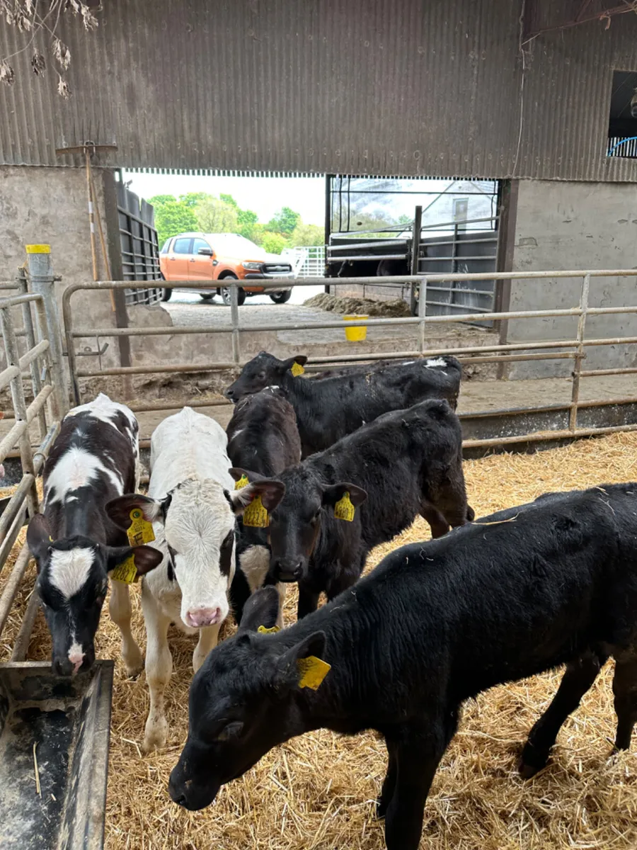 Reared heifers - Image 2