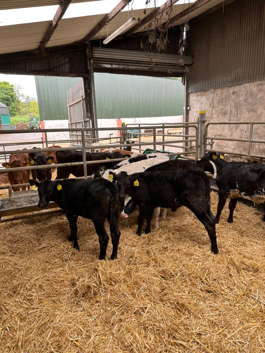 Reared heifers - Image 1