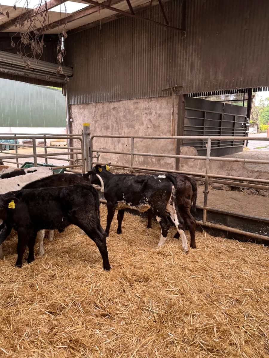 Reared heifers - Image 4