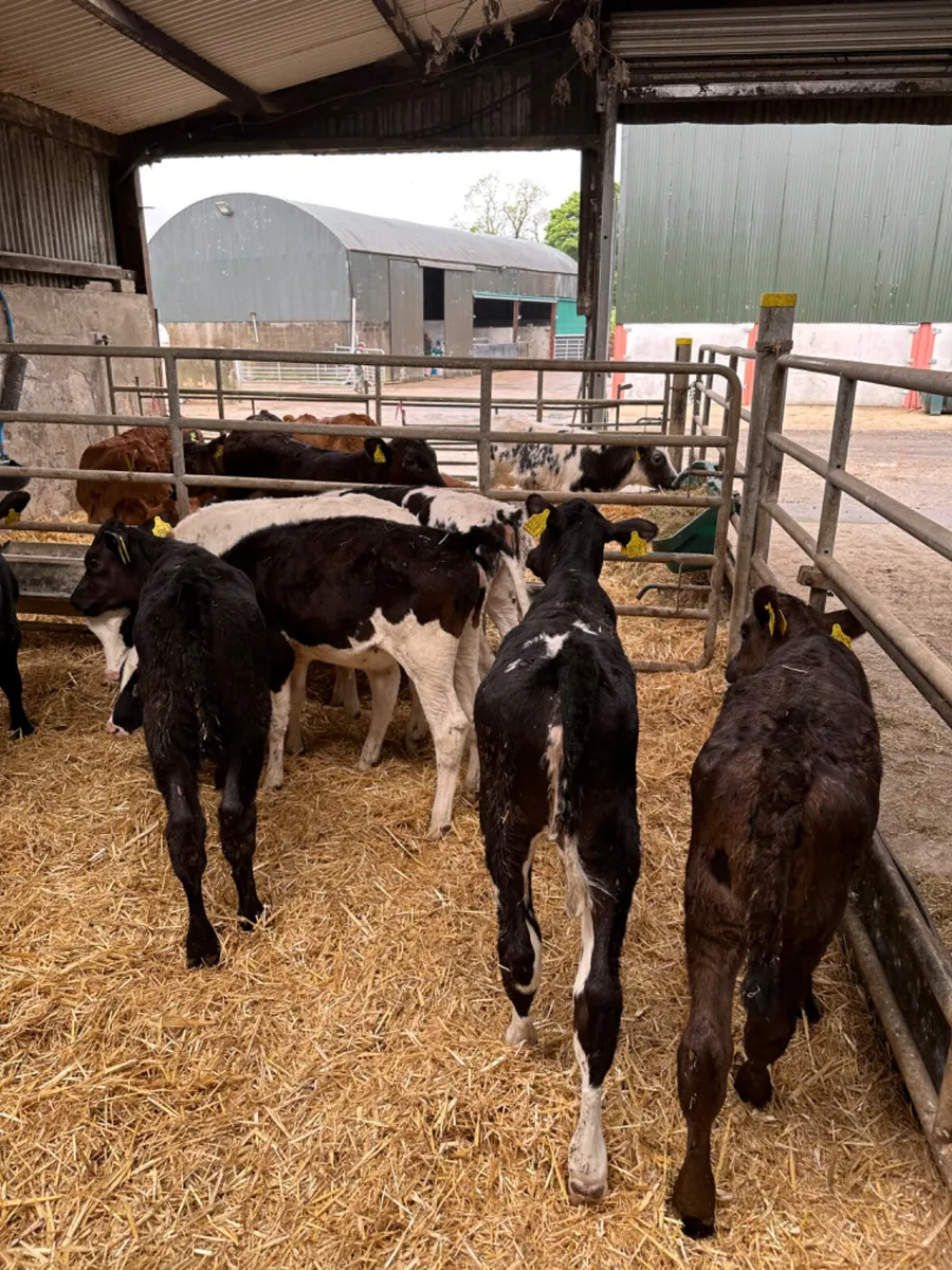 Reared heifers - Image 3