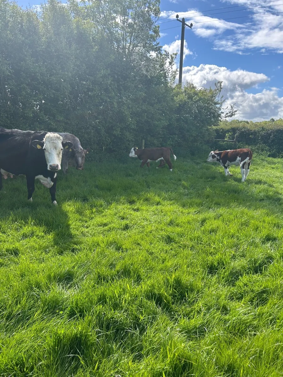Cattle - Image 1