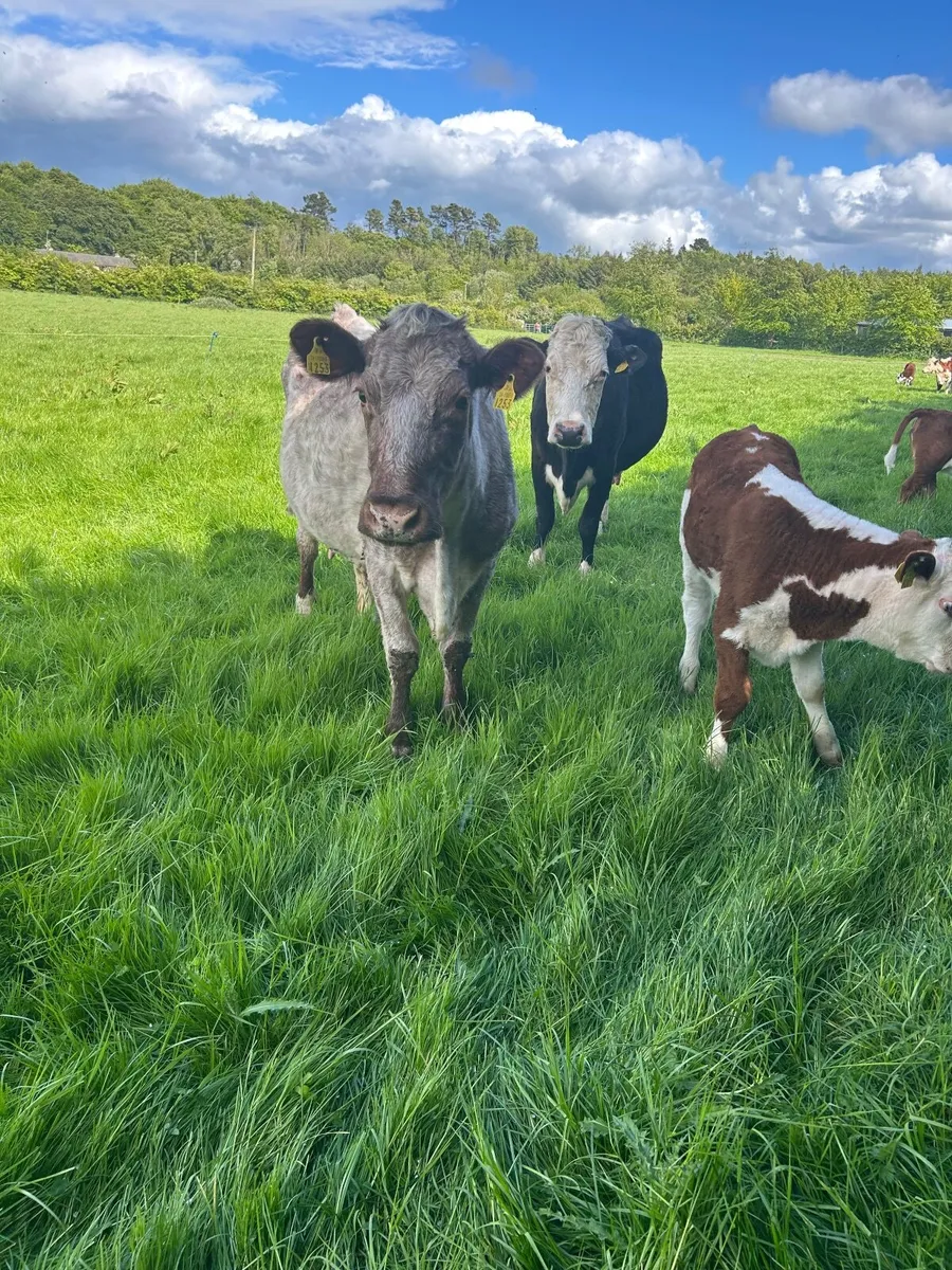Cattle - Image 2