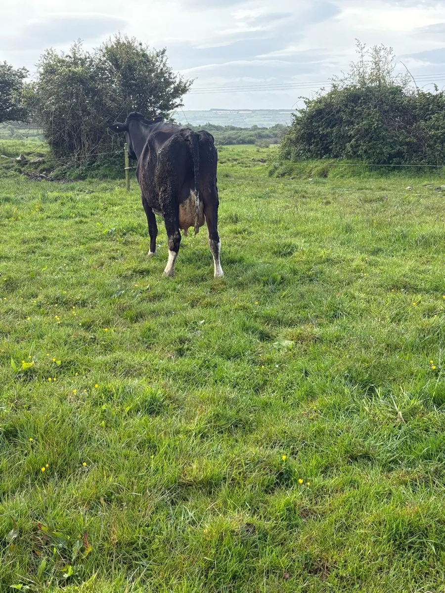 Friesin cow - Image 2