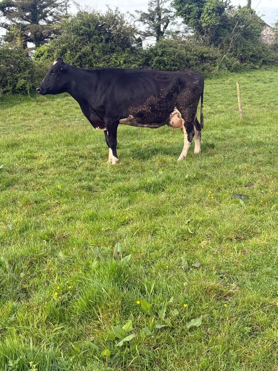 Friesin cow - Image 1