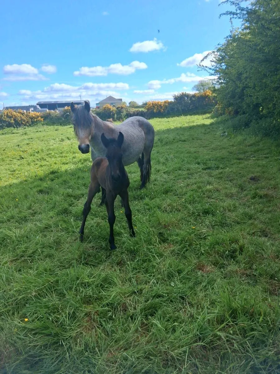 12,2 pony bay\dun - Image 2