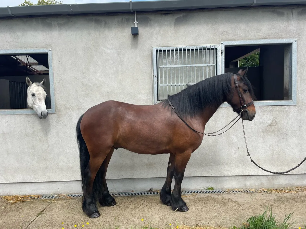 Superb all-rounder cob - Image 1