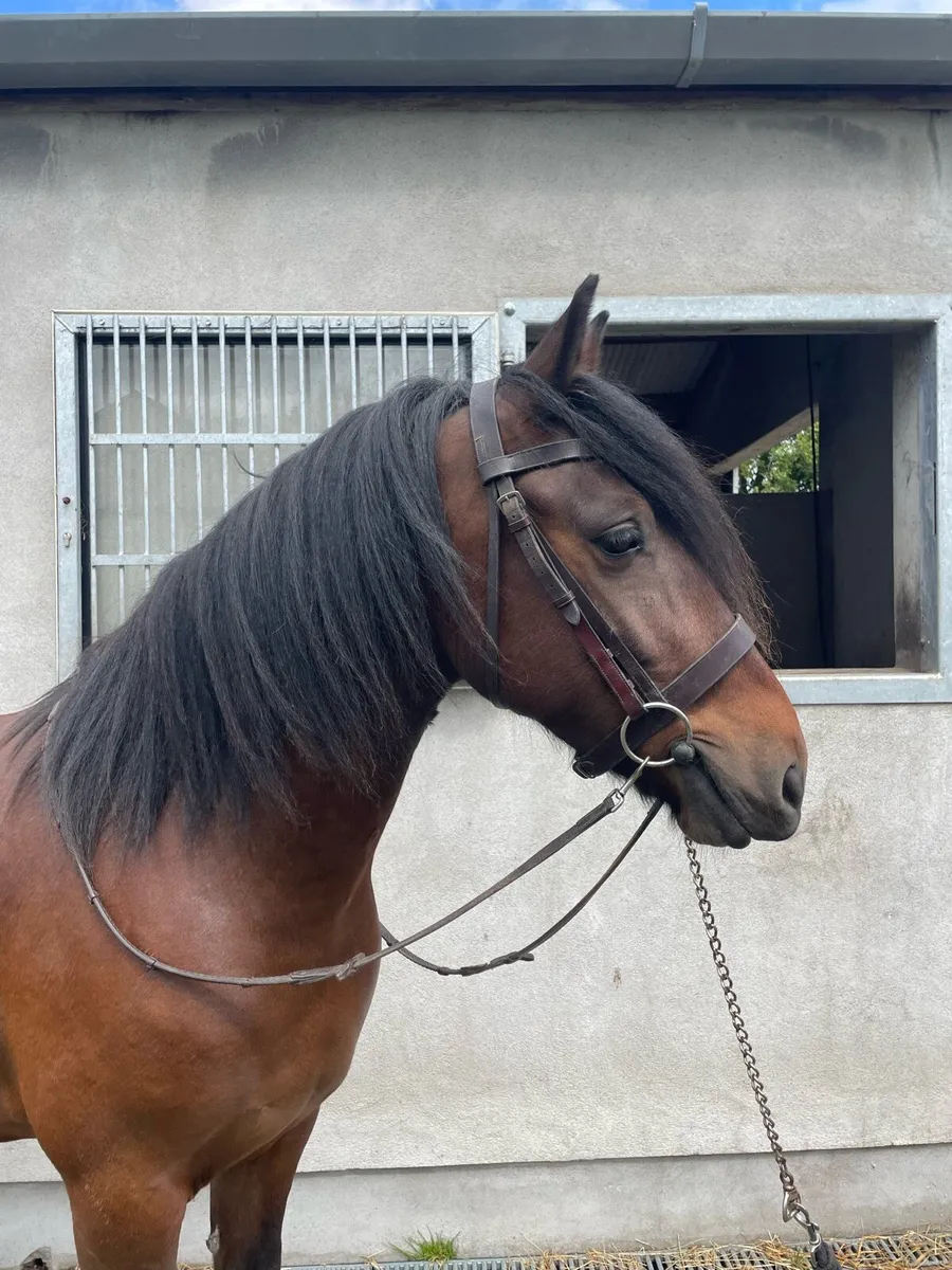 Superb all-rounder cob - Image 2