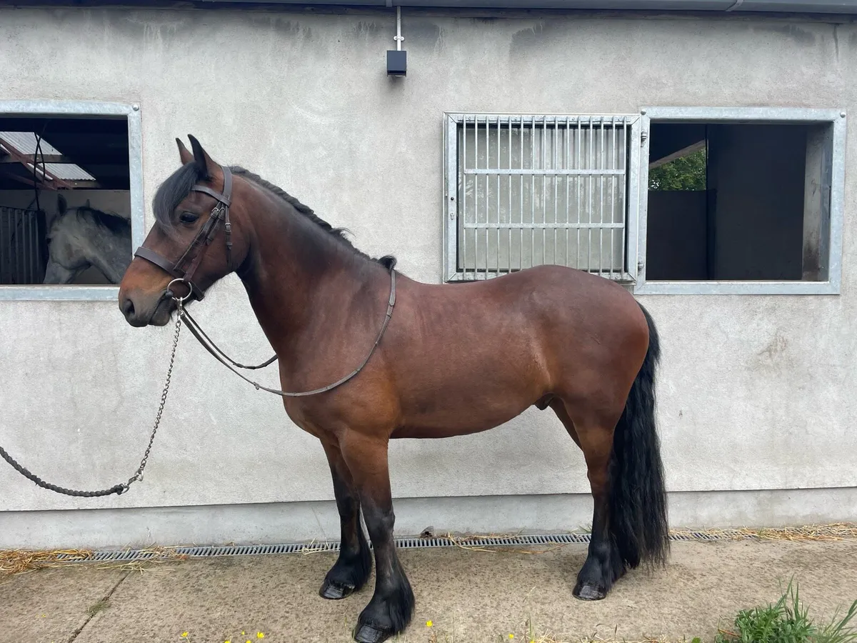 Superb all-rounder cob - Image 3