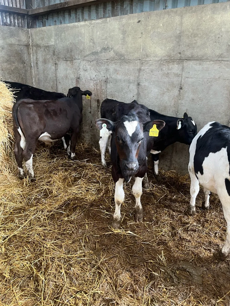 Weaned Fr Bull calves - Image 2