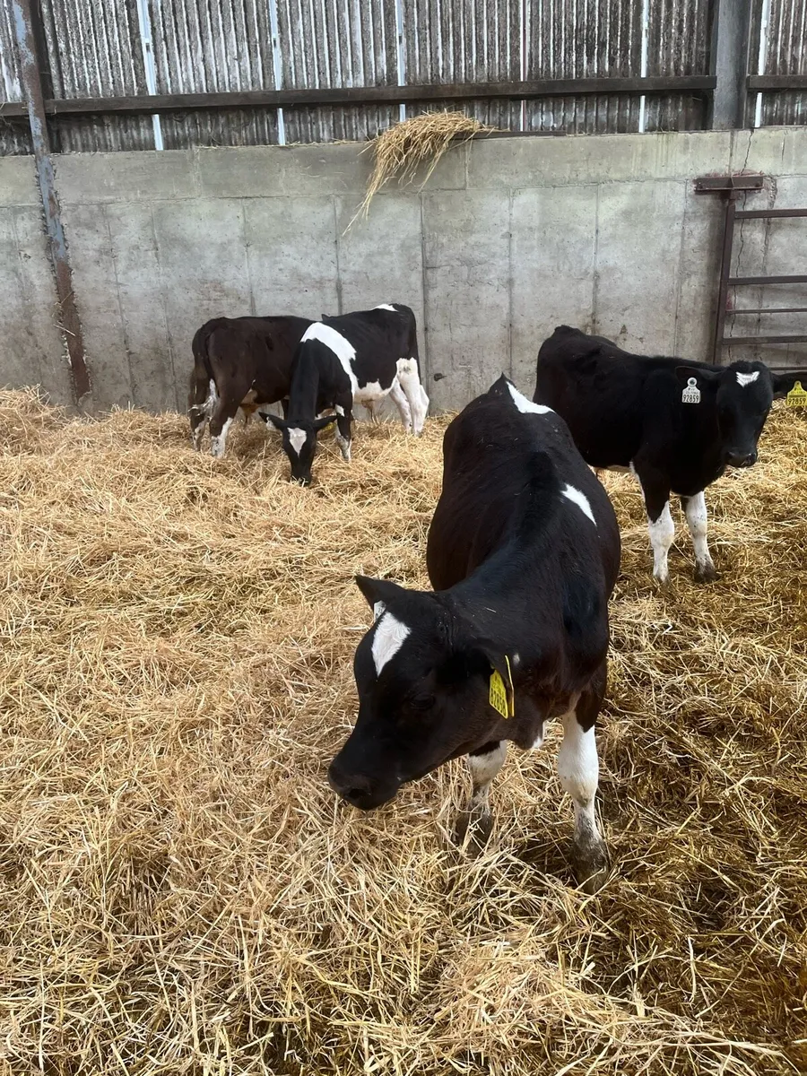 Weaned Fr Bull calves - Image 3