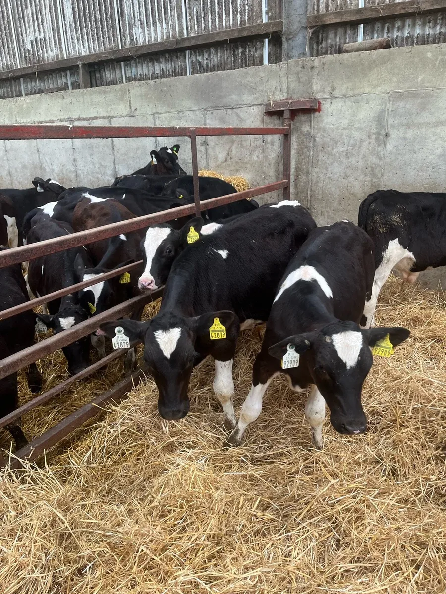 Weaned Fr Bull calves - Image 4