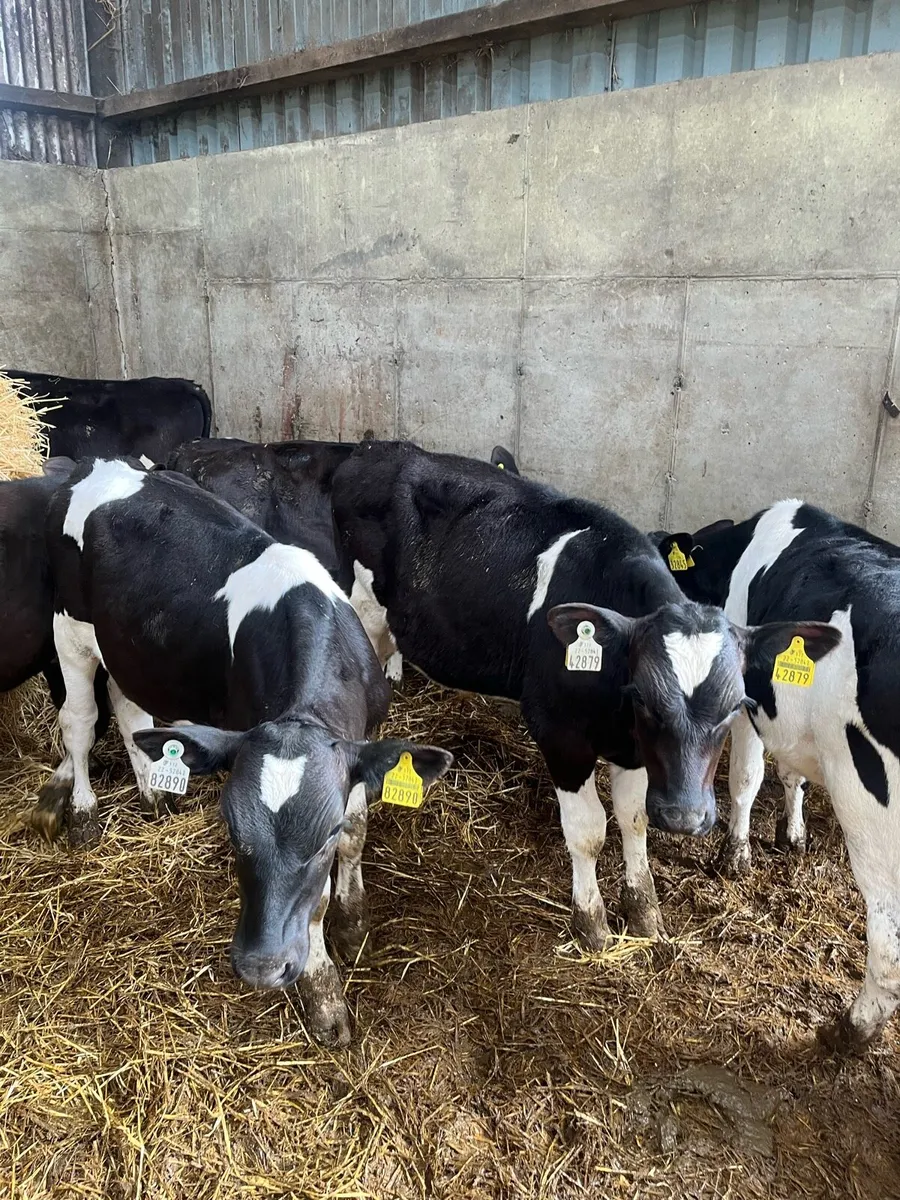 Weaned Fr Bull calves - Image 1
