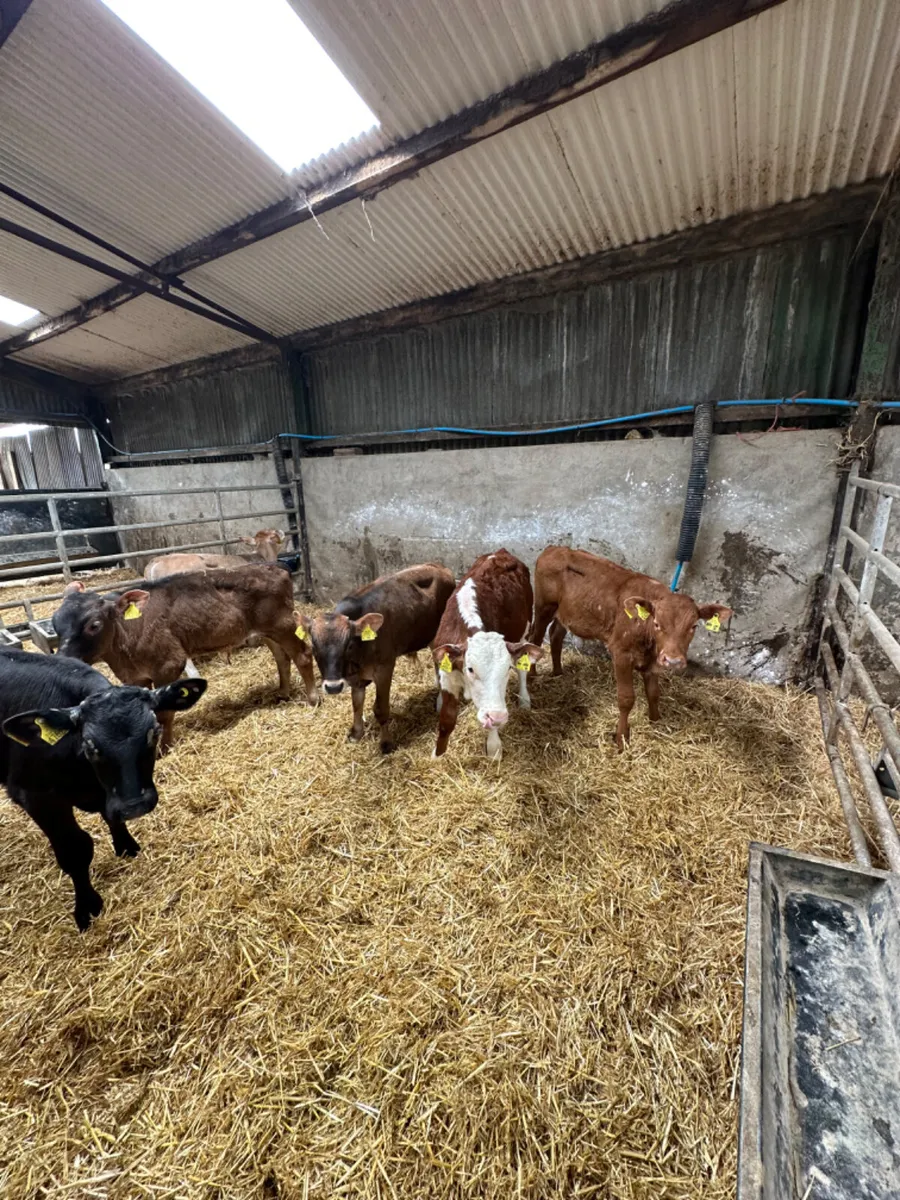 Charolais lim and Hereford bulls - Image 1