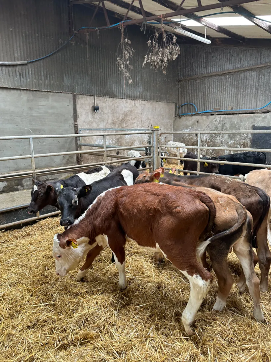 Charolais lim and Hereford bulls - Image 4