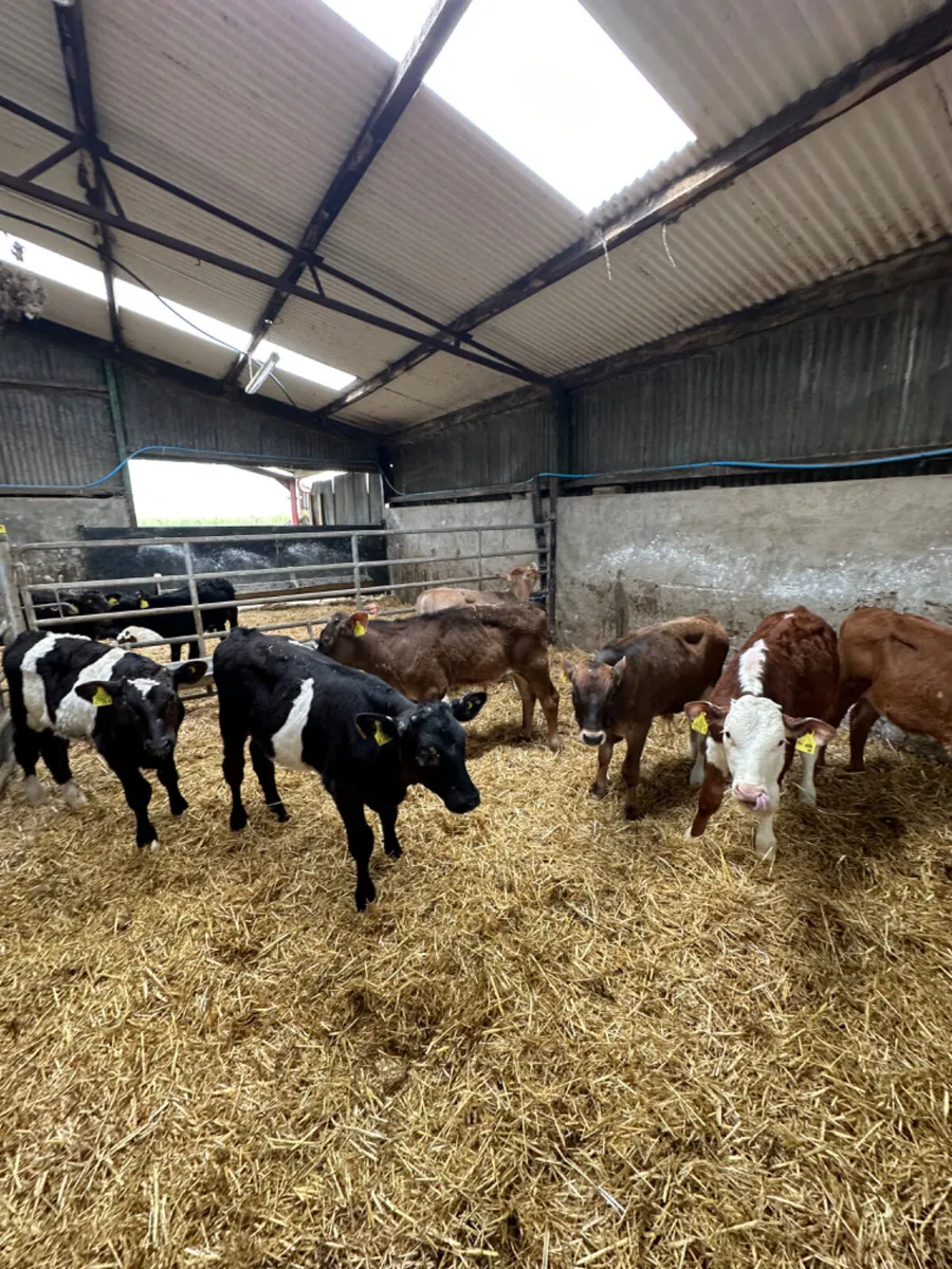 Charolais lim and Hereford bulls - Image 2