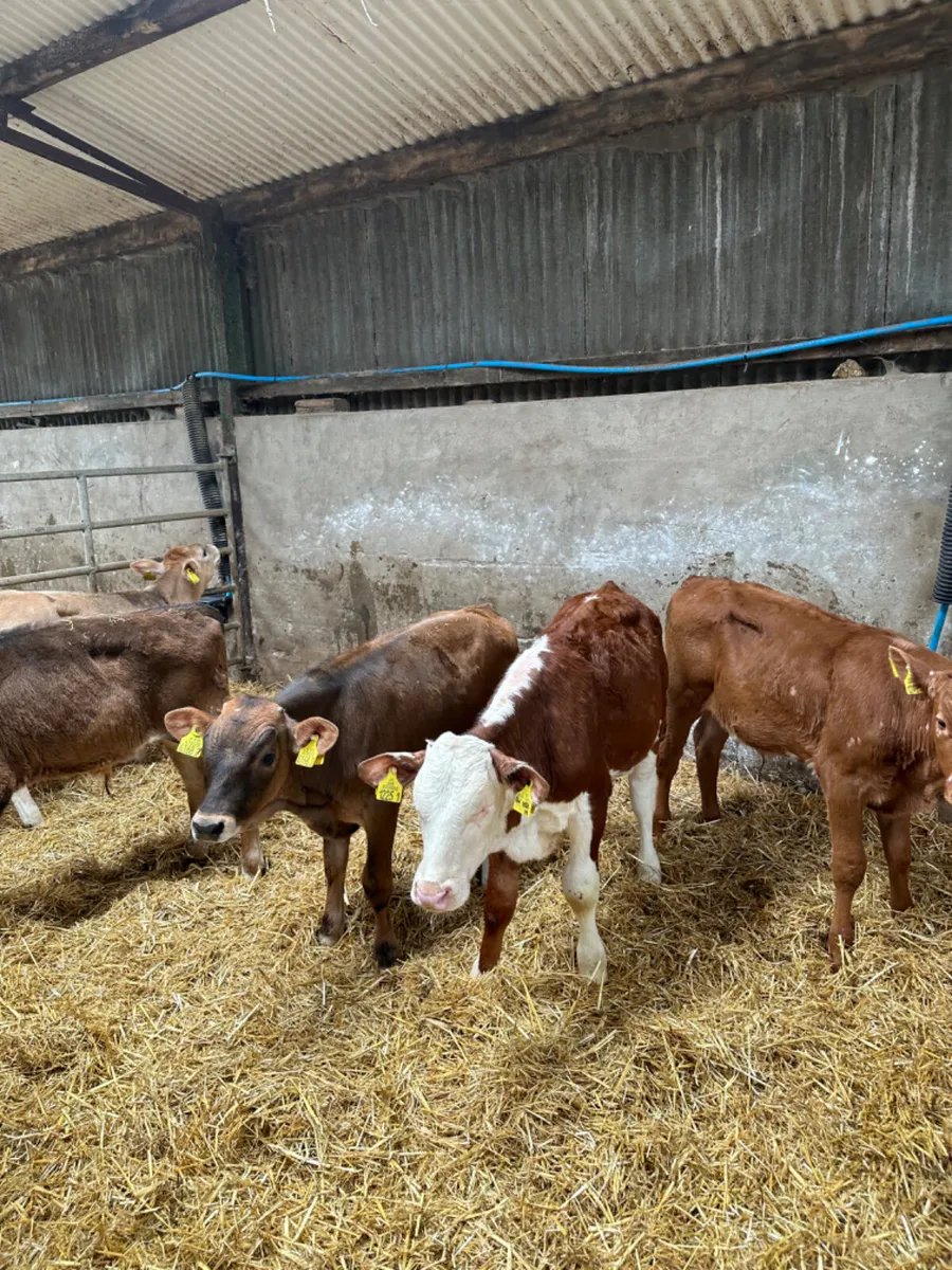 Charolais lim and Hereford bulls - Image 3