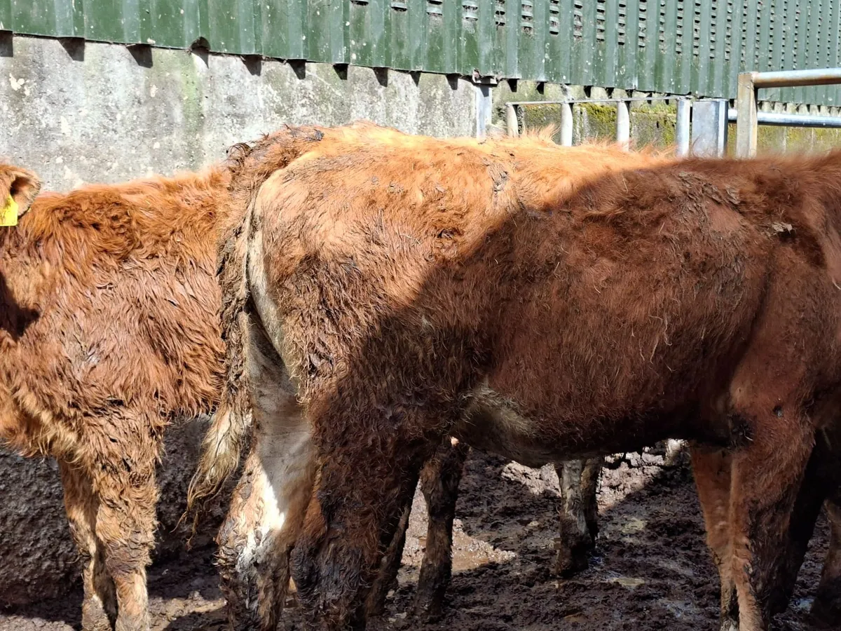 Three  Limousin Shorthorn Cross  Heifers - Image 3