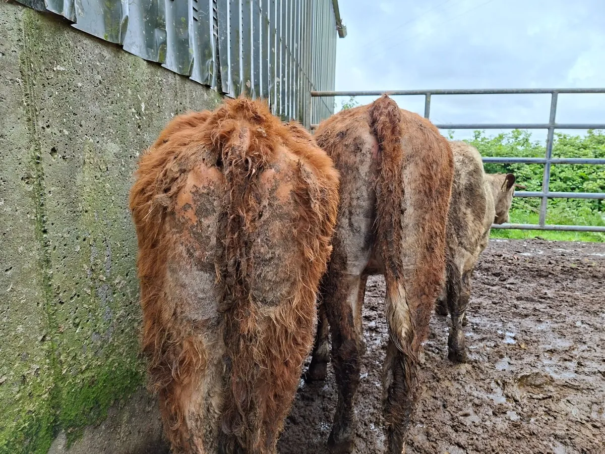 Three  Limousin Shorthorn Cross  Heifers - Image 4
