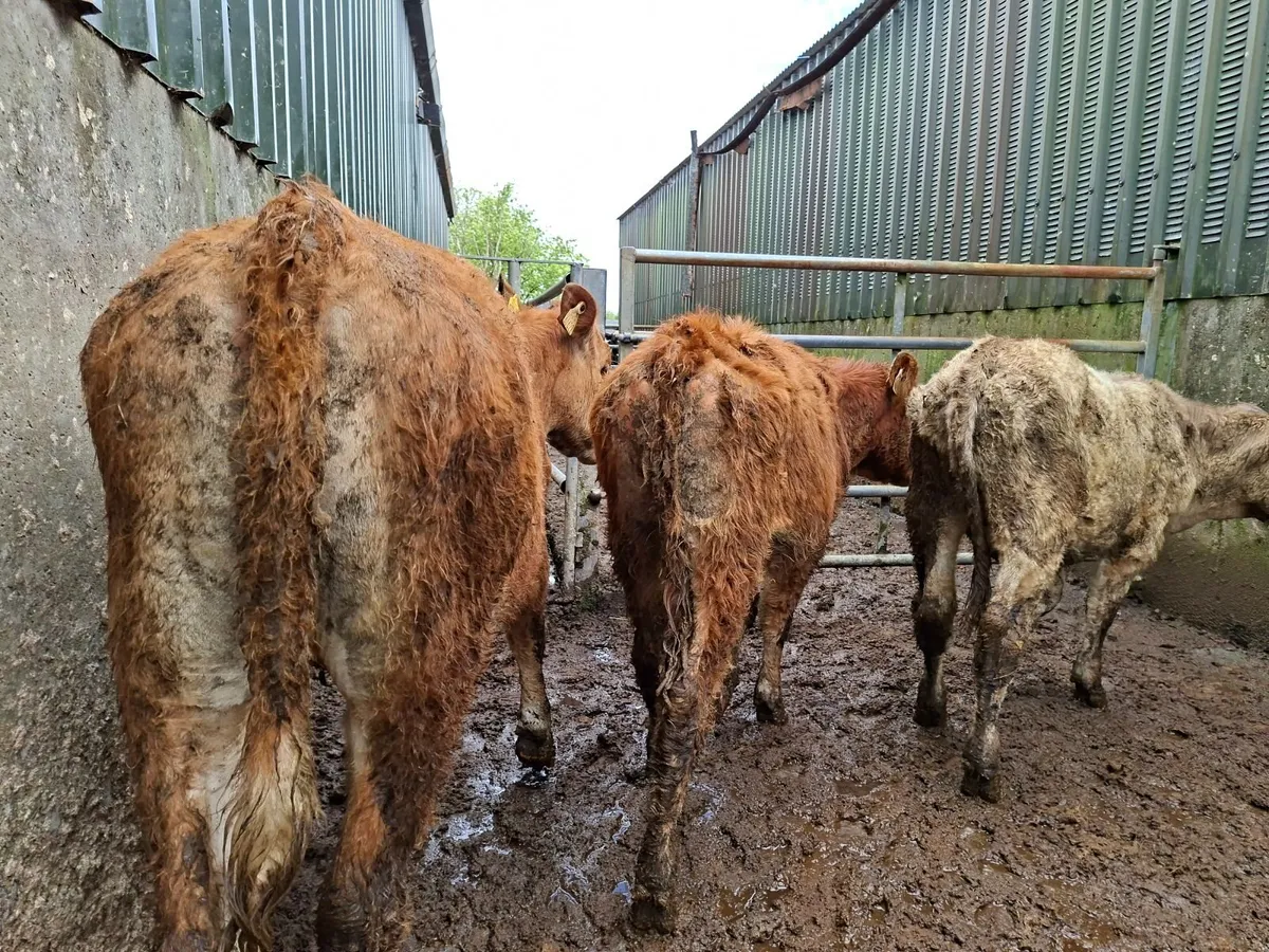 Three  Limousin Shorthorn Cross  Heifers - Image 2