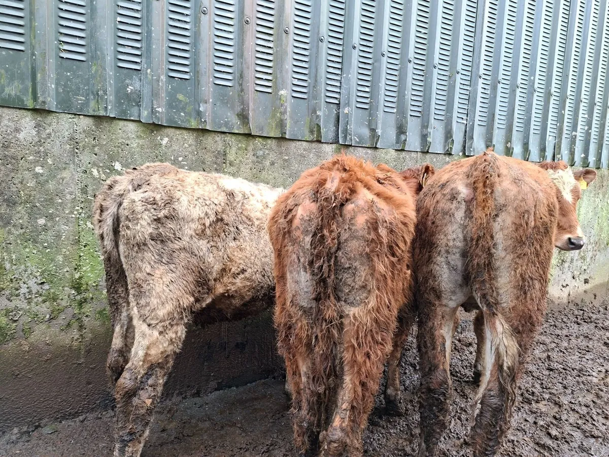Three  Limousin Shorthorn Cross  Heifers - Image 1