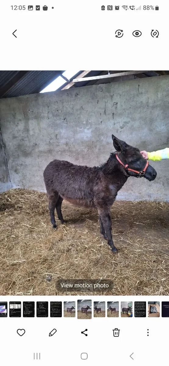 Mare Donkey - Image 1