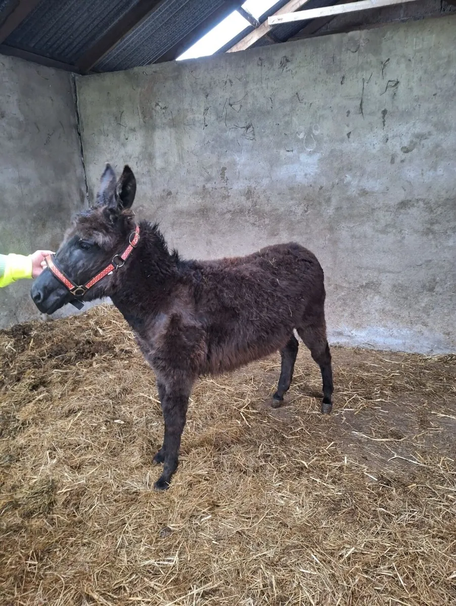 Mare Donkey - Image 2