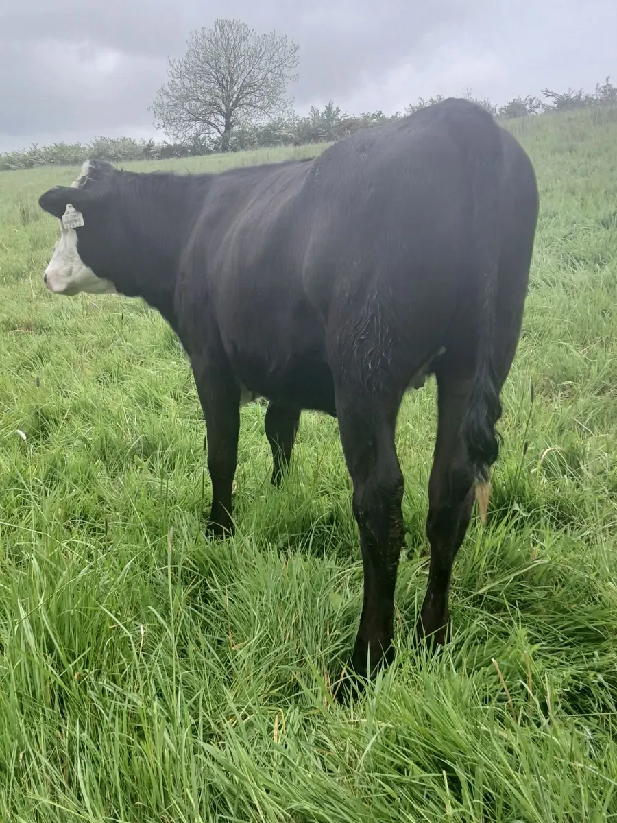 Three Weanling Heifers - Image 2