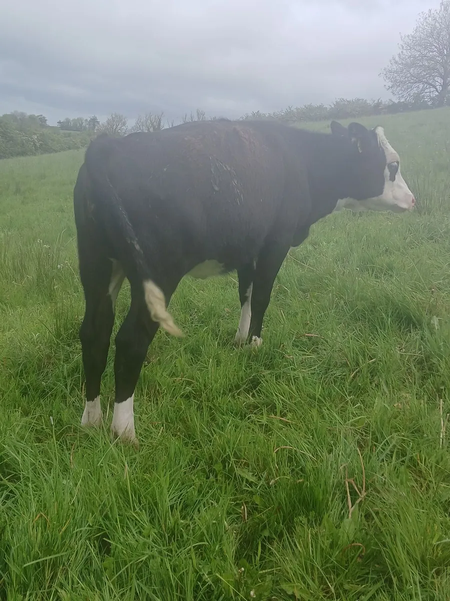 Three Weanling Heifers - Image 3