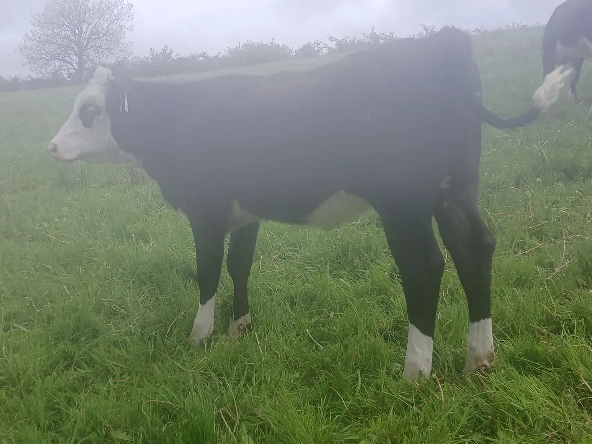 Three Weanling Heifers - Image 4