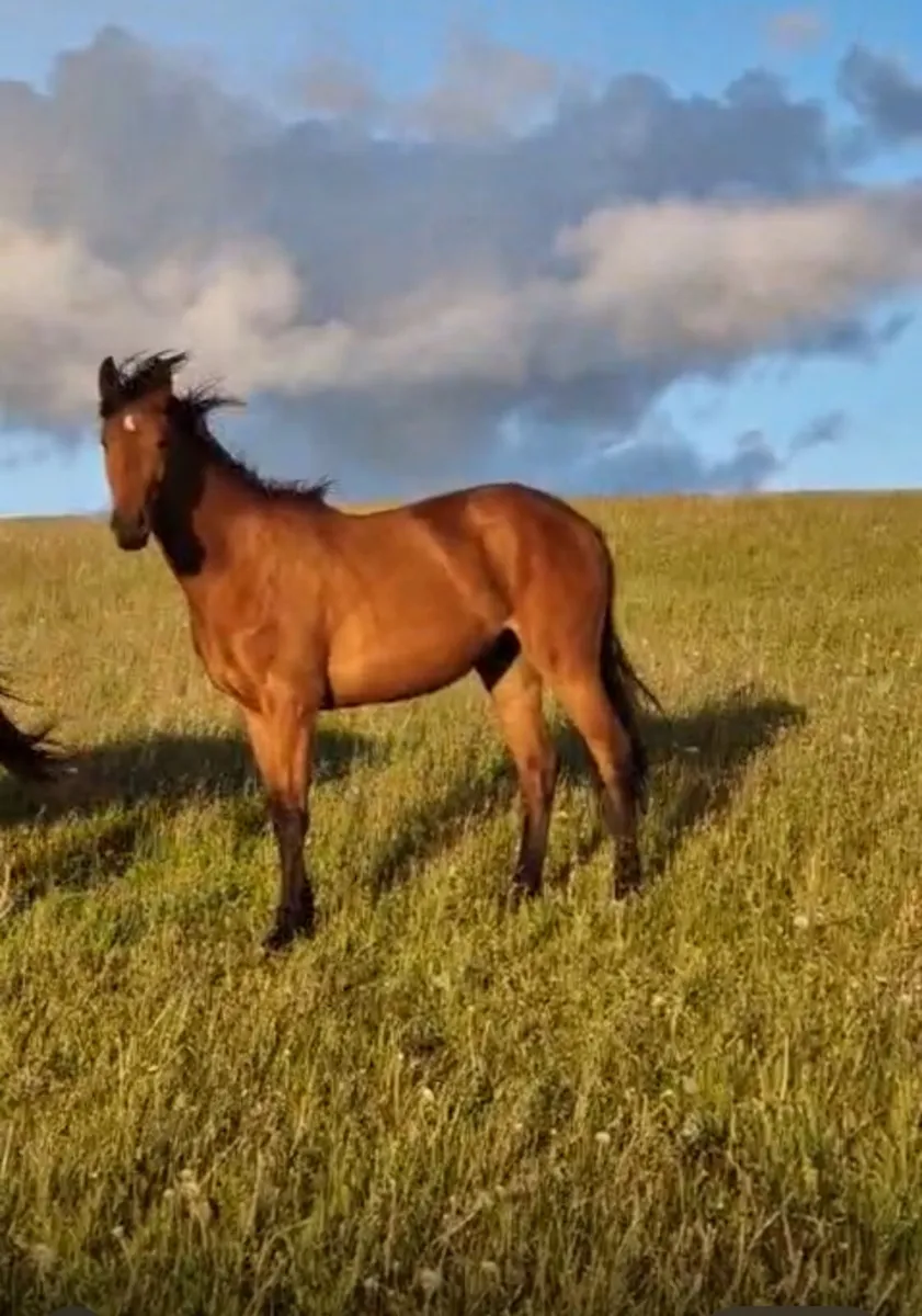 Horses - Image 1