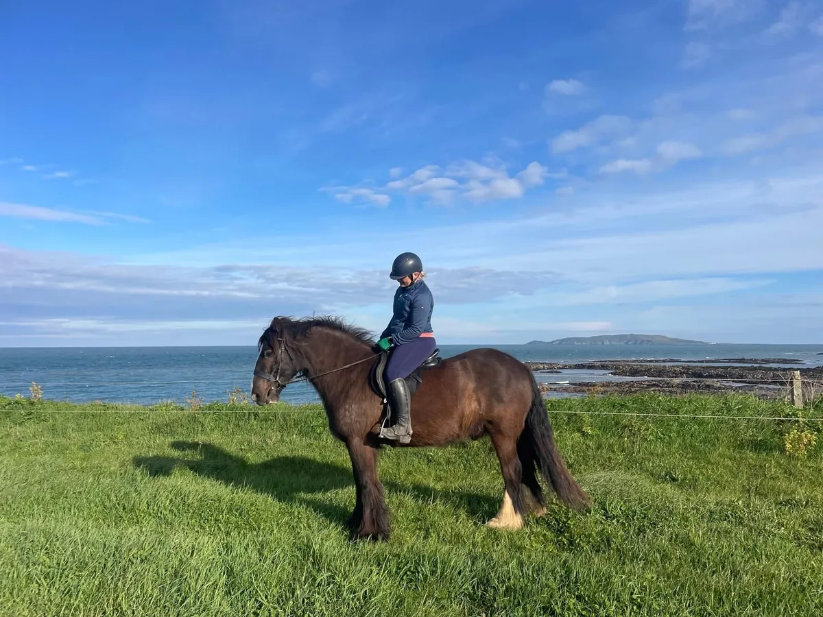 Traditional Irish Cob - Image 4