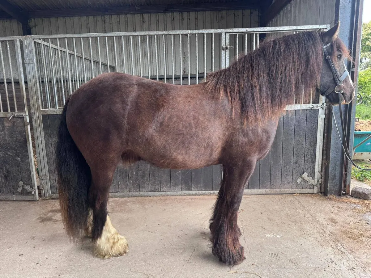 Traditional Irish Cob - Image 1
