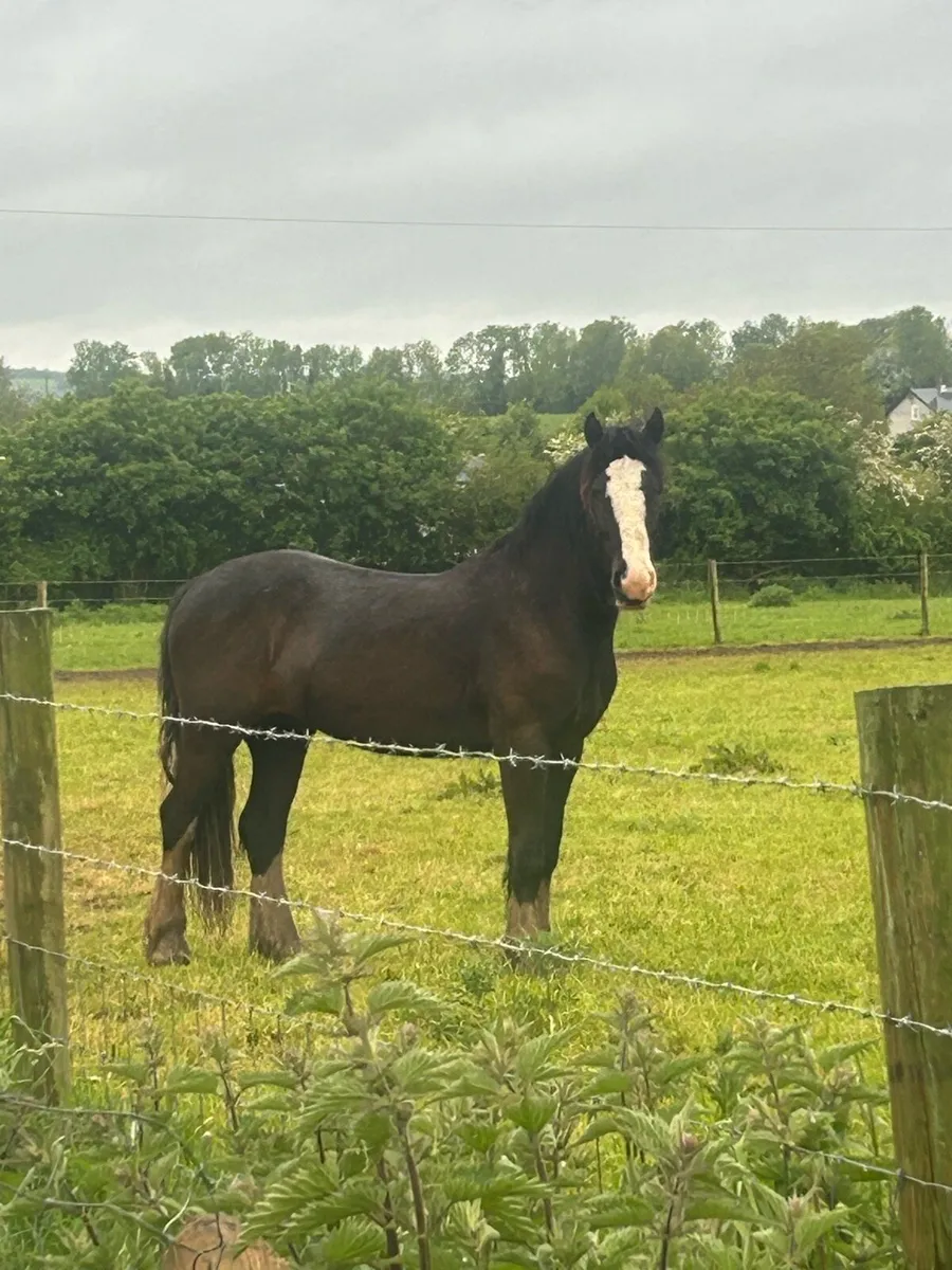 2.5 year old gelding - Image 1