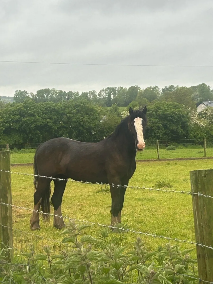 2.5 year old gelding - Image 2