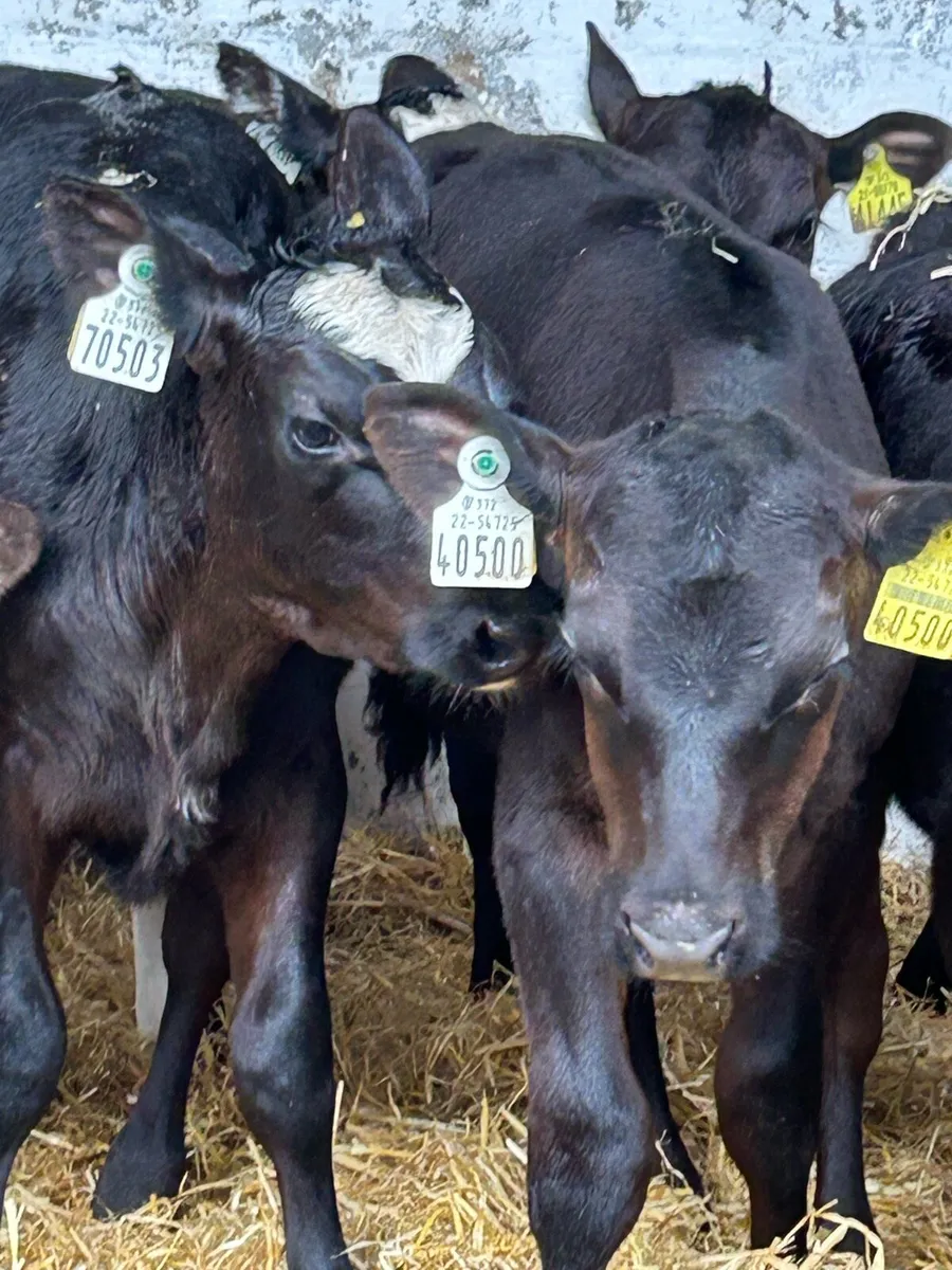 9 TOP QUALITY TWO AND A HALF MONTH OLD HEIFERS - Image 3