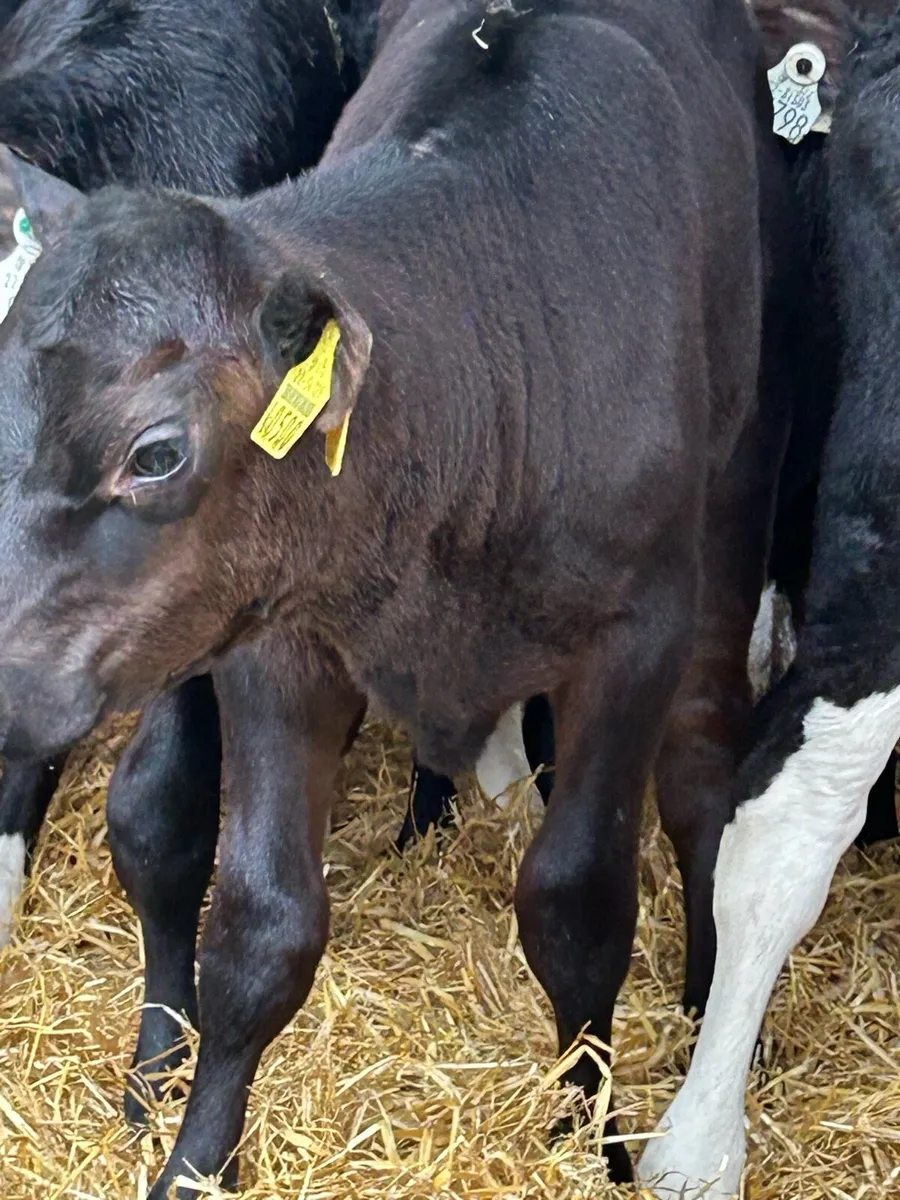 9 TOP QUALITY TWO AND A HALF MONTH OLD HEIFERS - Image 2