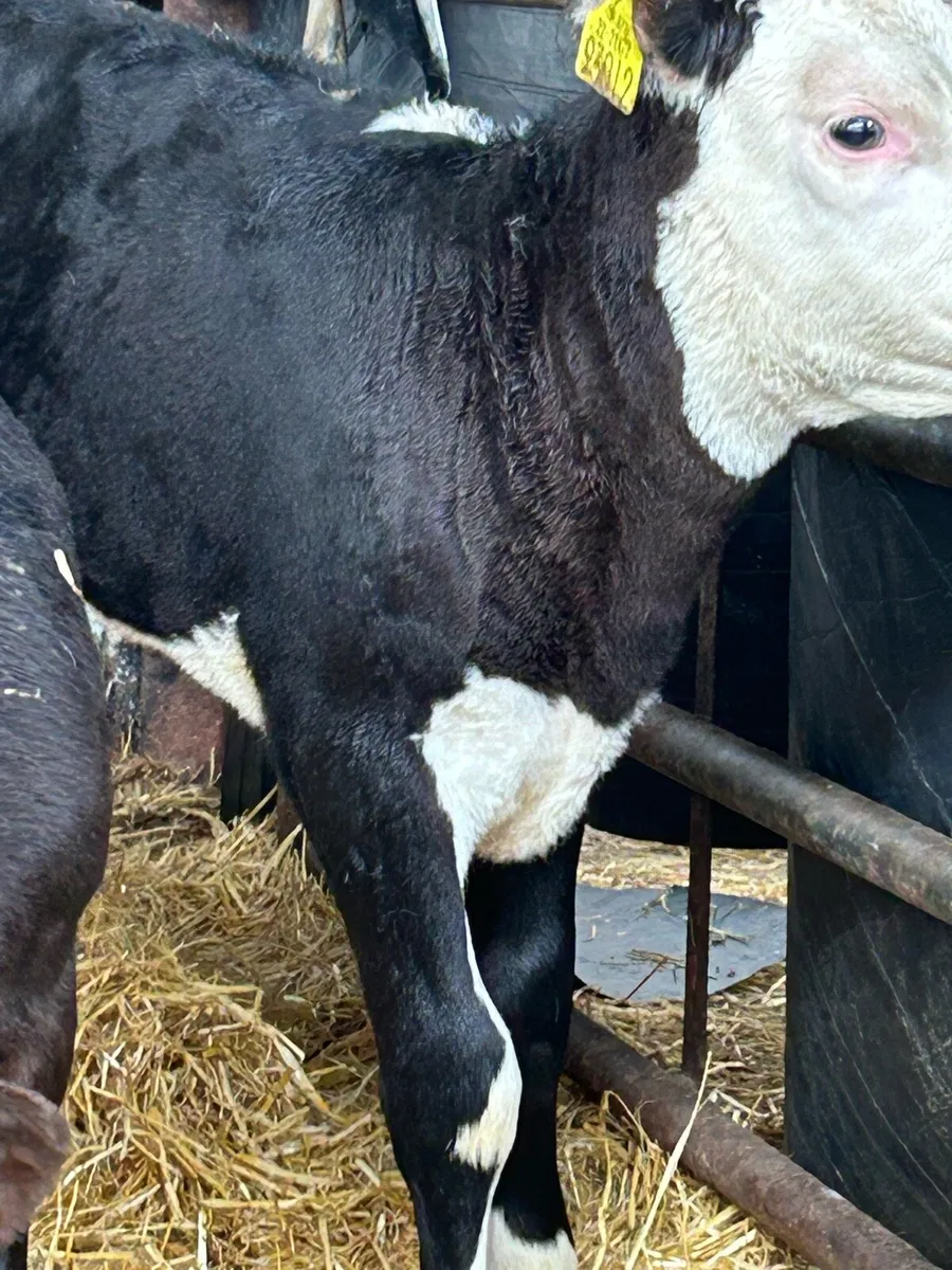 9 TOP QUALITY TWO AND A HALF MONTH OLD HEIFERS - Image 4